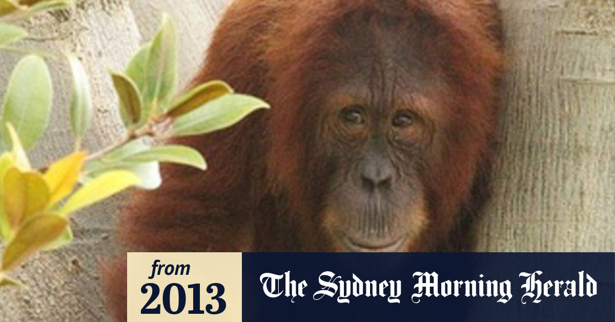 Historymaking orangutan killed by a snake